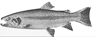 Oncorhynchus mykiss_claves.jpg